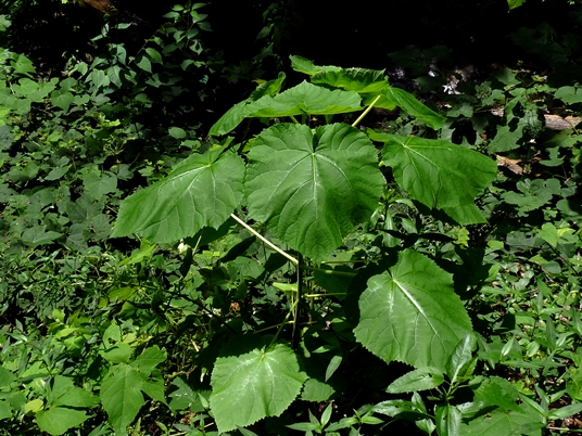 {Paulownia tomentosa}